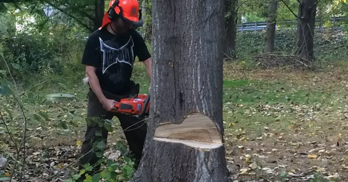 Tree Removal
