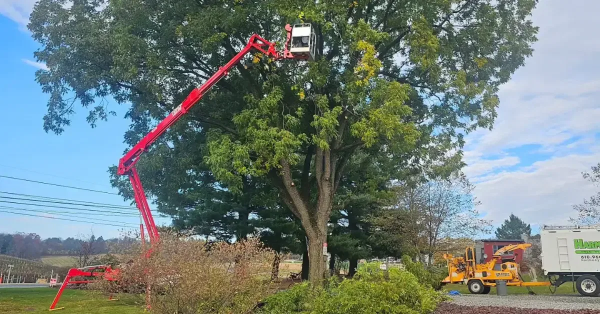 Tree Pruning and Trimming