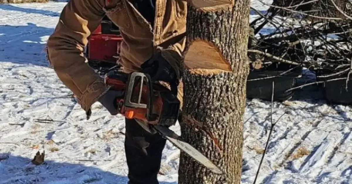 Tree Removal Permits