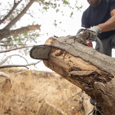 Stump Grinding