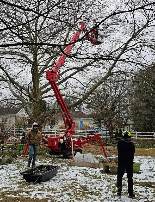 Commercial Tree Service