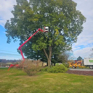 Pruning & Trimming