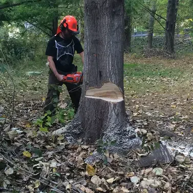 Tree Removal