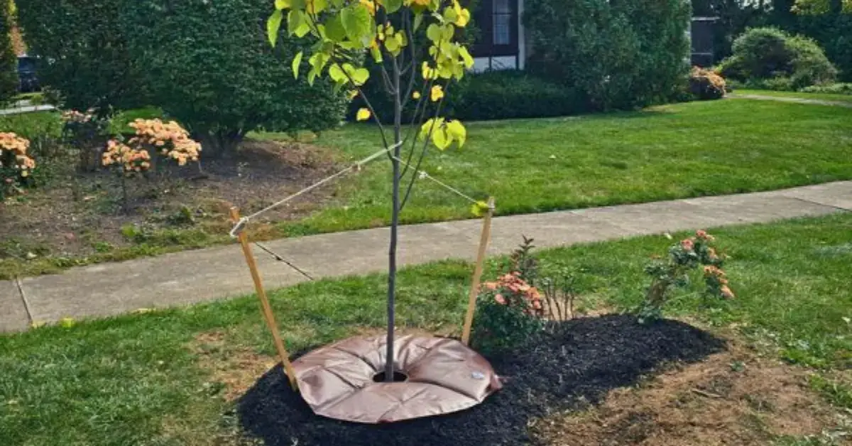 Tree and Bush Planting