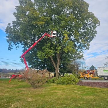 Pruning & Trimming